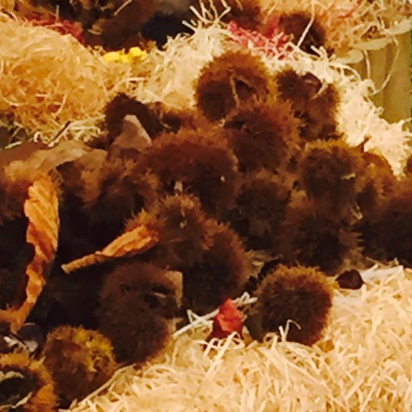 Laboratorio autunnale